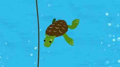 Impressionen: Schildkröte (Quelle: rbb)